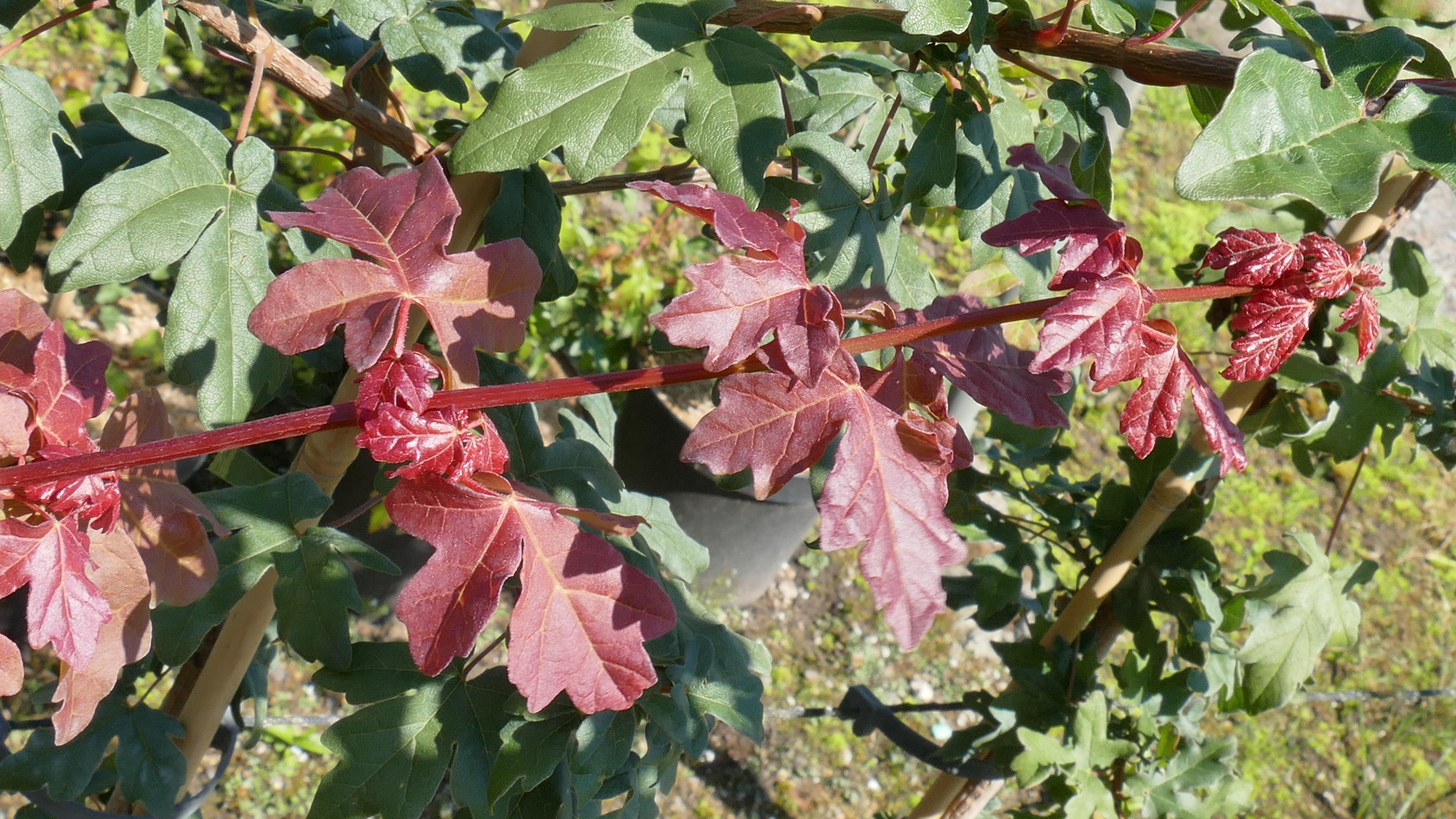 Feldahorn - Acer campestre